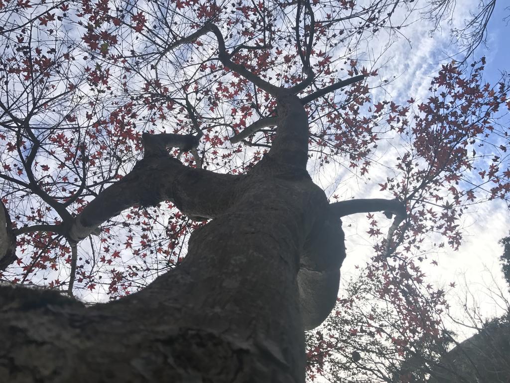 شقة تايبيه  في Maple' Smile المظهر الخارجي الصورة